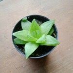 Haworthia cymbiformis Yaprak
