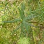 Melaleuca linariifolia Blatt