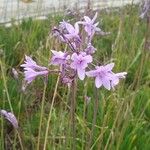 Tulbaghia violacea花