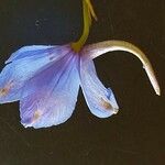 Delphinium leroyi Flower