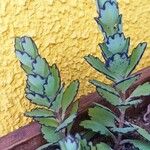 Kalanchoe laxiflora Leaf