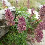 Thymus pulegioides Celota