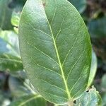 Ilex perado Leaf