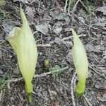 Arum italicumLeaf