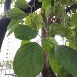 Cordia dichotoma Fuelha