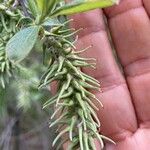 Salix bebbiana Flor
