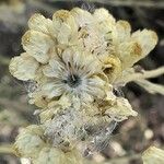 Helichrysum stoechas Kwiat