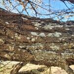 Vachellia nilotica Bark
