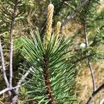 Pinus uncinata Leaf