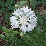 Centaurea cyanus Кветка