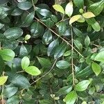 Syzygium paniculatum Листок