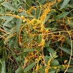 Cuscuta campestris Ліст