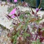 Geranium robertianum Hábito