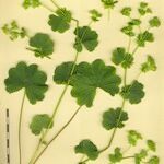 Alchemilla flexicaulis Други