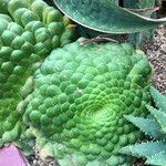 Aeonium tabulaeforme Συνήθη χαρακτηριστικά