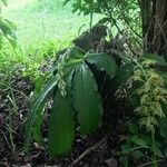 Catasetum fimbriatum Leaf