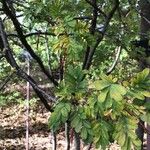Caragana decorticans Hoja