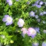 Nemophila phacelioides Цвят