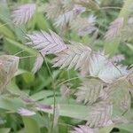 Chasmanthium latifolium Цвят