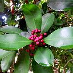 Ardisia elliptica Цвят