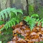 Dryopteris carthusiana Hoja