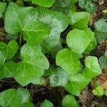 Hedera hibernica पत्ता