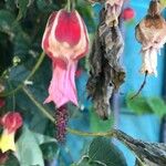 Abutilon megapotamicum Flor