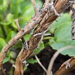 Lavandula angustifolia Bark