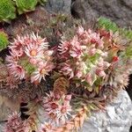 Sempervivum tectorumÇiçek