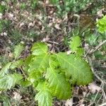 Quercus canariensis Hostoa