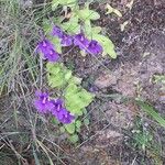 Pinguicula grandiflora Fula
