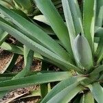 Agave angustifolia Habit