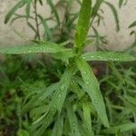 Artemisia dracunculus Blad