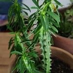 Euphorbia neriifolia Celota