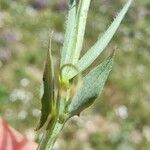 Lathyrus cicera Leaf