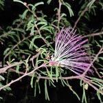 Calliandra eriophylla Blüte
