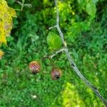 Crataegus punctata Fruit