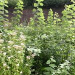 Populus alba Plante entière