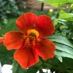 Mimulus cardinalis Flor