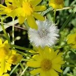 Senecio vernalis Frutto