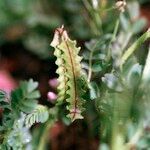 Astragalus pelecinus Frucht