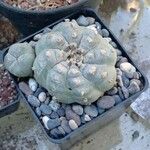 Lophophora williamsiiΦλοιός