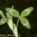 Trifolium diffusum Feuille