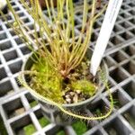 Drosera filiformis Φύλλο