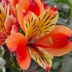 Alstroemeria ligtu