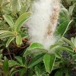 Salix hastata Gyümölcs