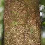 Protium apiculatum Coajă