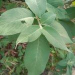Colebrookea oppositifolia Leaf