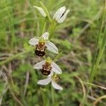 Ophrys apifera Flor