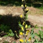 Baptisia sphaerocarpa Levél